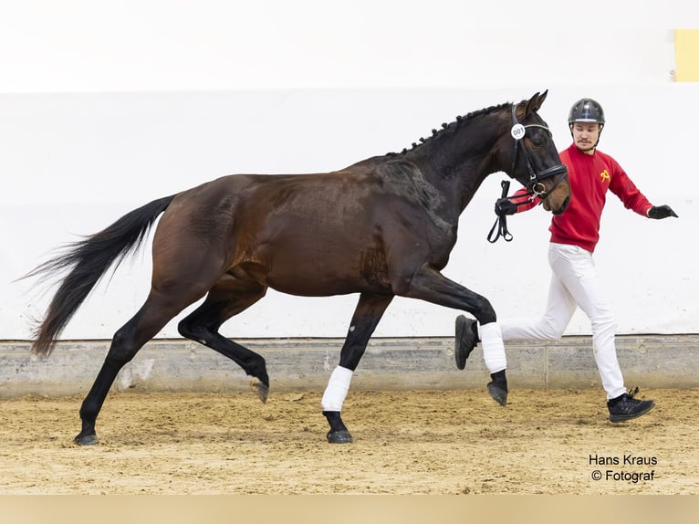 Oostenrijks warmbloed Hengst 3 Jaar 165 cm Bruin in Pennewang