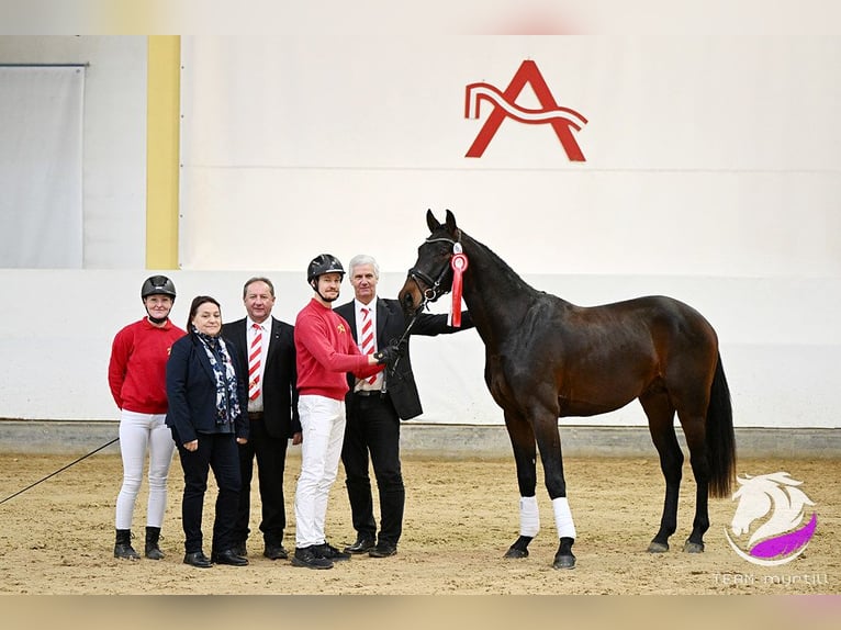 Oostenrijks warmbloed Hengst 3 Jaar 165 cm Bruin in Pennewang