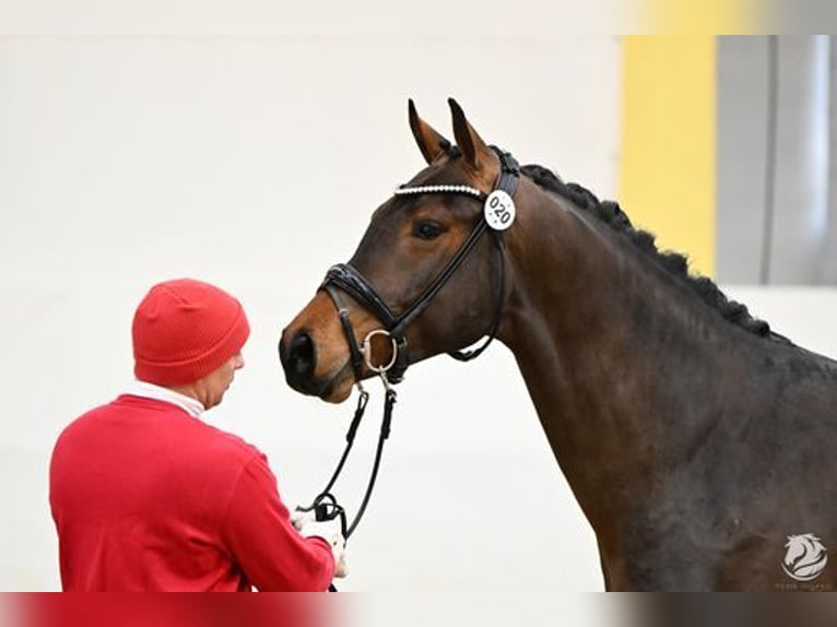 Oostenrijks warmbloed Hengst 3 Jaar 176 cm Donkerbruin in Großlobming