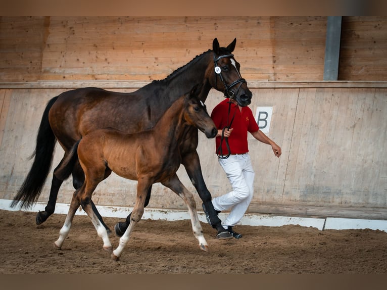 Oostenrijks warmbloed Hengst 3 Jaar Donkerbruin in Seekirchen