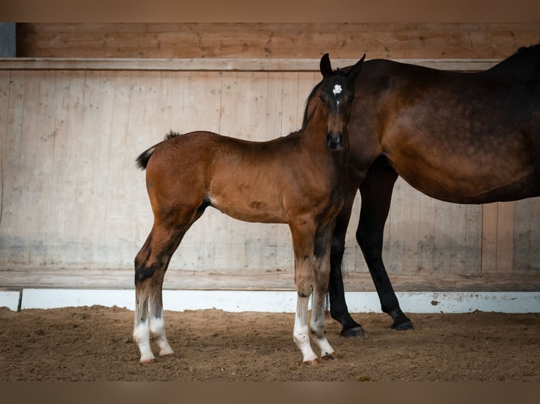 Oostenrijks warmbloed Hengst 3 Jaar Donkerbruin in Seekirchen