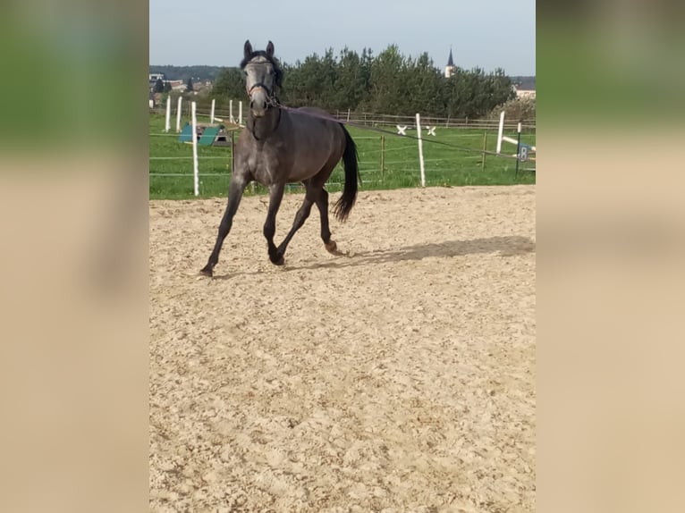 Oostenrijks warmbloed Hengst 4 Jaar 165 cm Schimmel in Kohfidisch