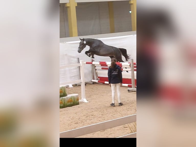 Oostenrijks warmbloed Hengst 4 Jaar 165 cm Schimmel in Kohfidisch