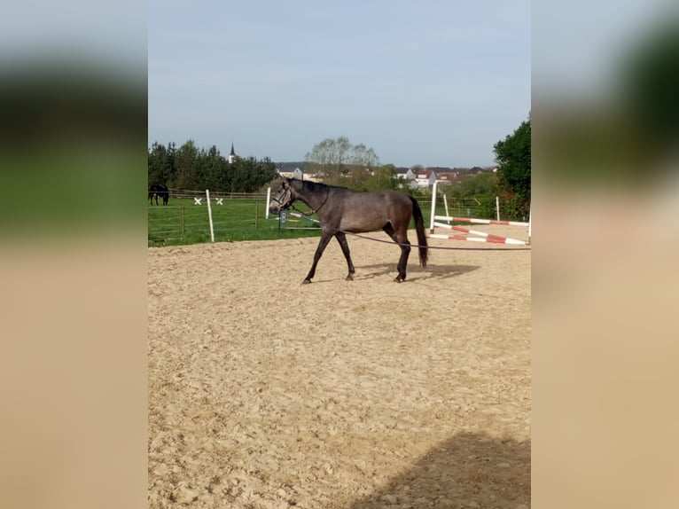 Oostenrijks warmbloed Hengst 4 Jaar 165 cm Schimmel in Kohfidisch