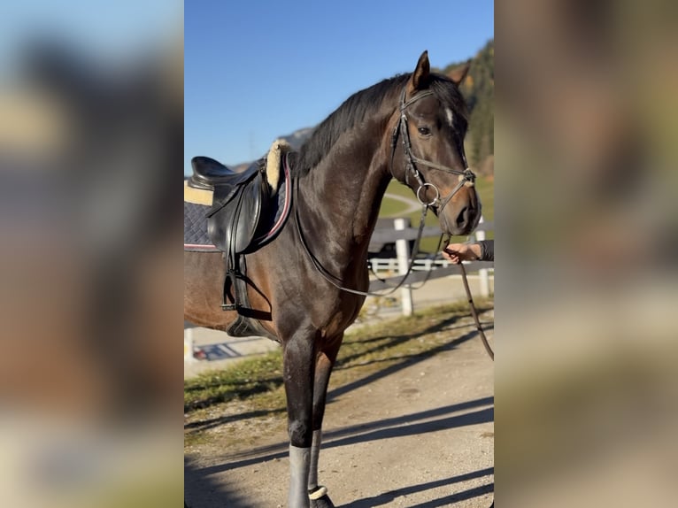 Oostenrijks warmbloed Hengst 4 Jaar 167 cm Donkerbruin in Schladming