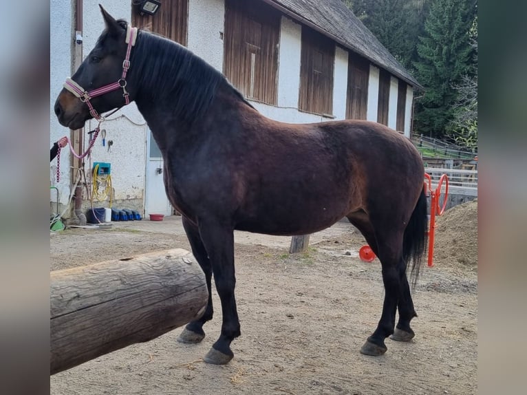 Oostenrijks warmbloed Hengst 5 Jaar 163 cm Donkerbruin in Maria Lankowitz
