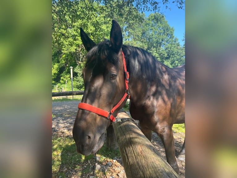 Oostenrijks warmbloed Hengst 5 Jaar 163 cm Donkerbruin in Maria Lankowitz