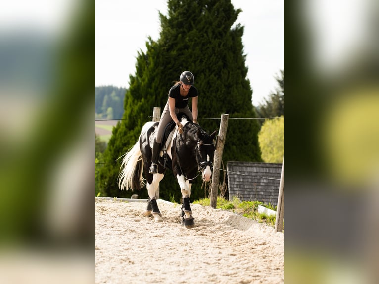 Oostenrijks warmbloed Hengst 6 Jaar 168 cm Gevlekt-paard in Altmelon