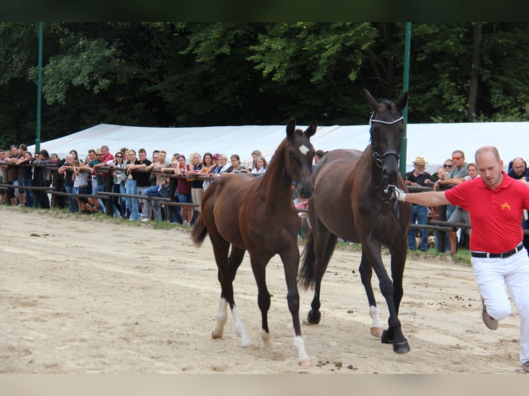 Oostenrijks warmbloed Hengst Veulen (04/2025) 164 cm Zwart in Amstetten