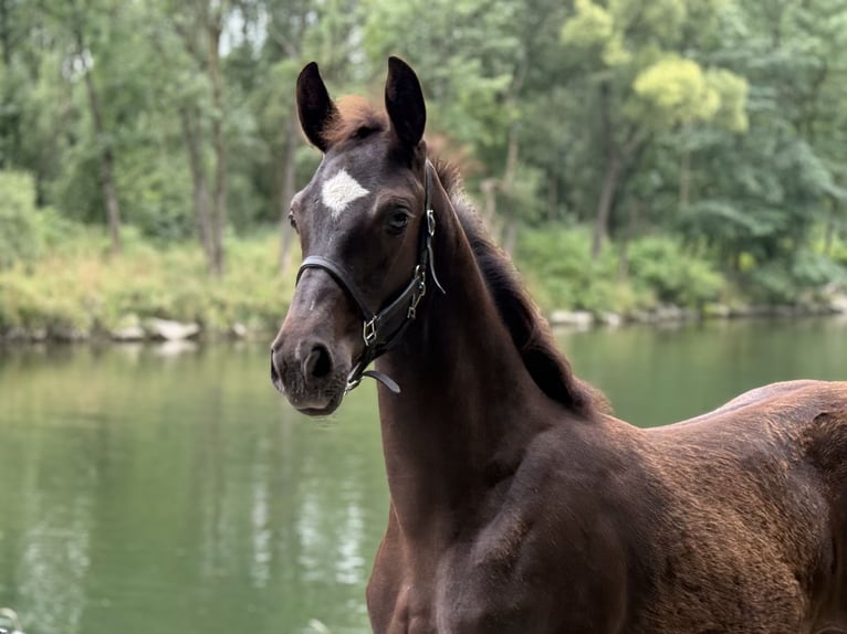 Oostenrijks warmbloed Hengst Veulen (04/2025) 164 cm Zwart in Amstetten