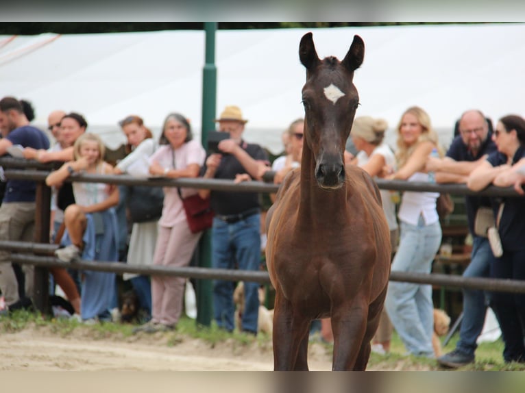 Oostenrijks warmbloed Hengst Veulen (04/2025) 164 cm Zwart in Amstetten