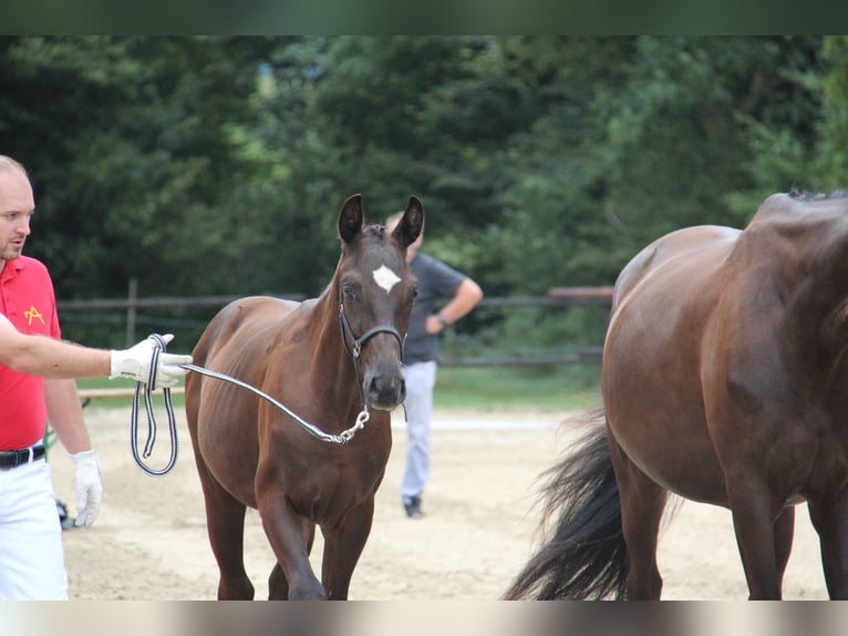 Oostenrijks warmbloed Hengst Veulen (04/2025) 164 cm Zwart in Amstetten