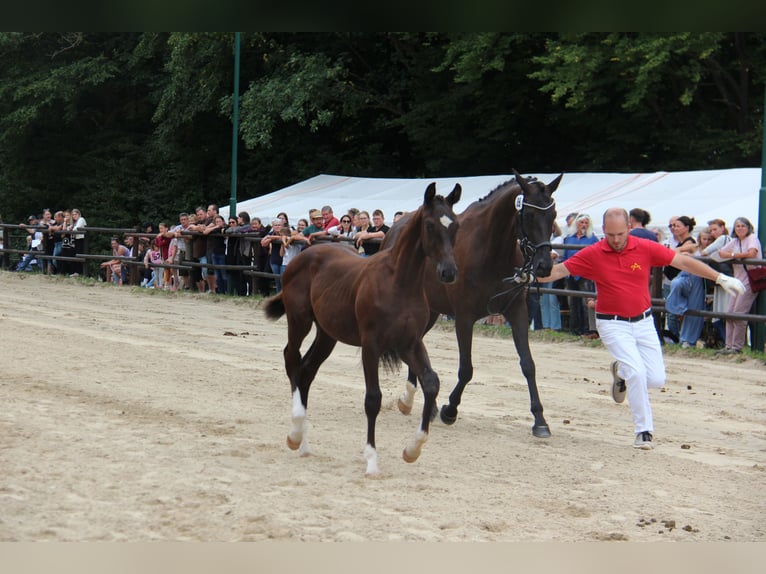 Oostenrijks warmbloed Hengst Veulen (04/2025) 164 cm Zwart in Amstetten