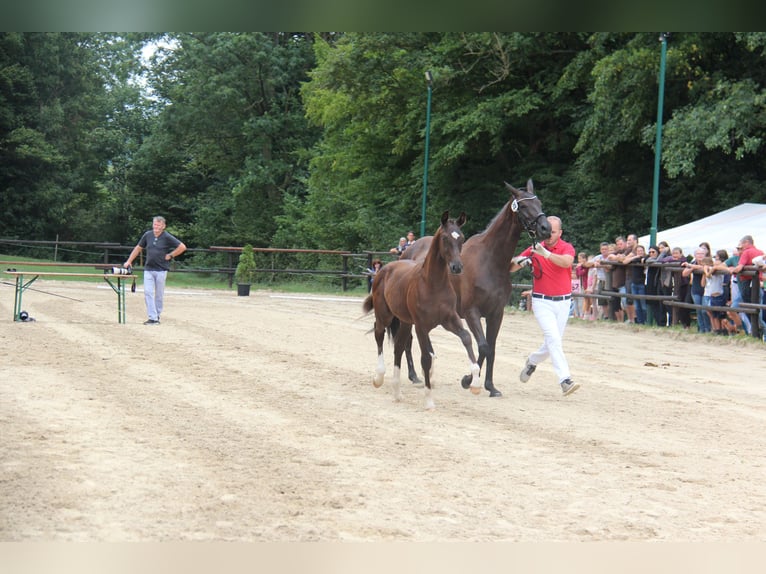 Oostenrijks warmbloed Hengst Veulen (04/2025) 164 cm Zwart in Amstetten