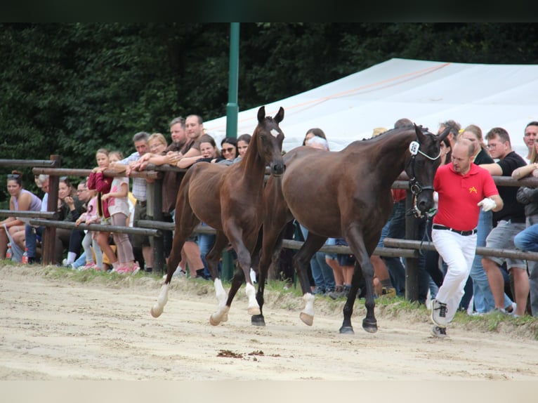 Oostenrijks warmbloed Hengst Veulen (04/2025) 164 cm Zwart in Amstetten