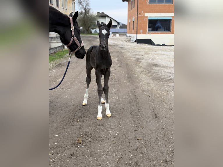 Oostenrijks warmbloed Hengst Veulen (04/2025) 164 cm Zwart in Amstetten