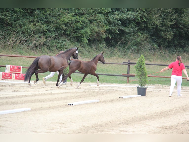 Oostenrijks warmbloed Hengst Veulen (04/2025) 164 cm Zwart in Amstetten