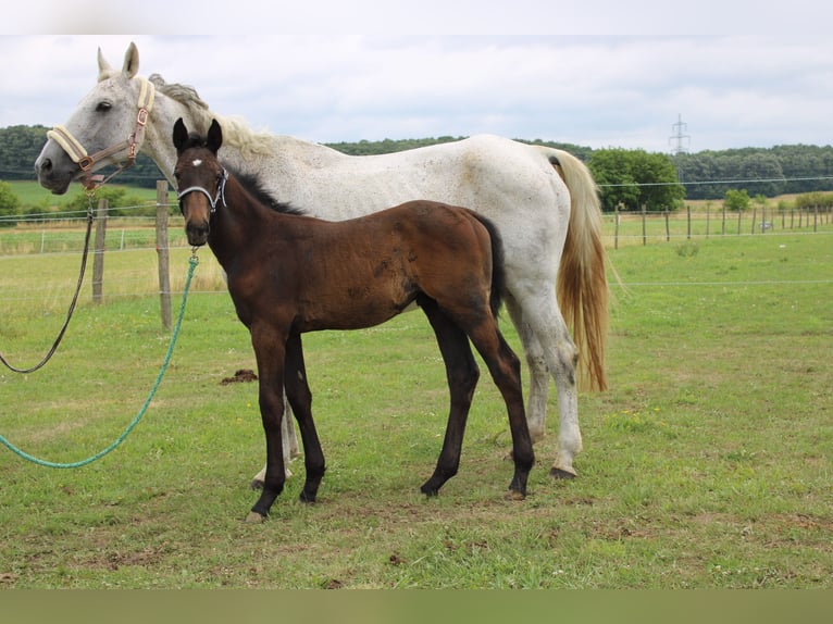 Oostenrijks warmbloed Hengst Veulen (04/2025) 165 cm Schimmel in Dra&#xDF;markt