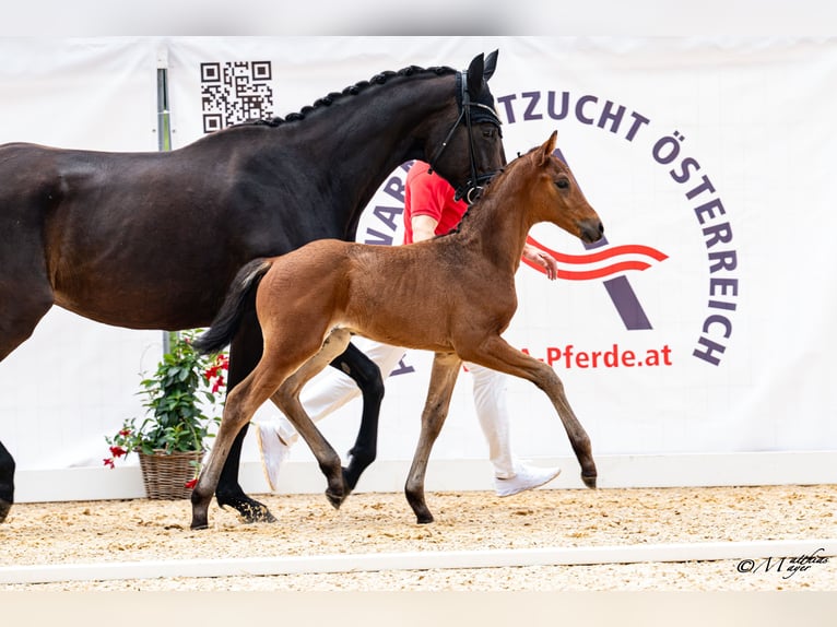Oostenrijks warmbloed Hengst Veulen (05/2026) 168 cm Bruin in Rohrbach