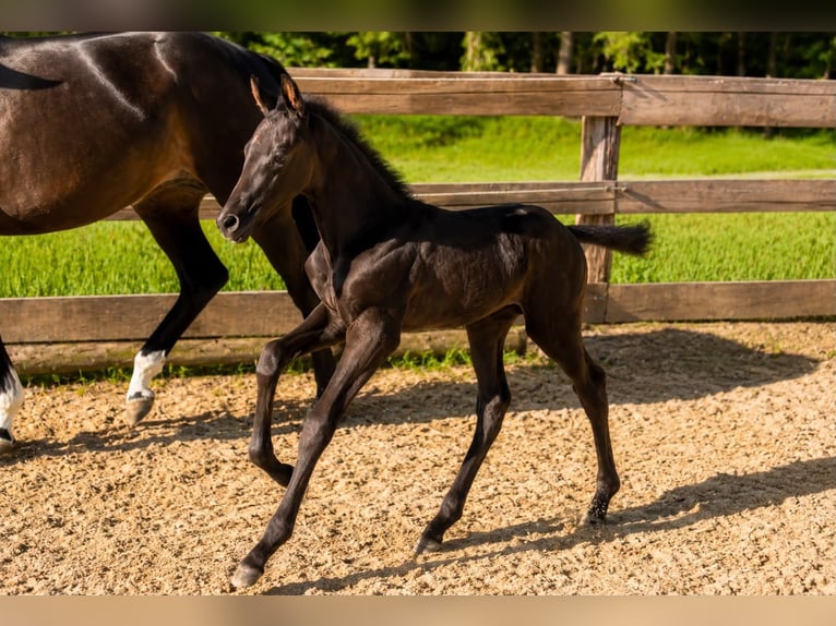Oostenrijks warmbloed Hengst Veulen (05/2026) 168 cm Zwart in Rettenegg