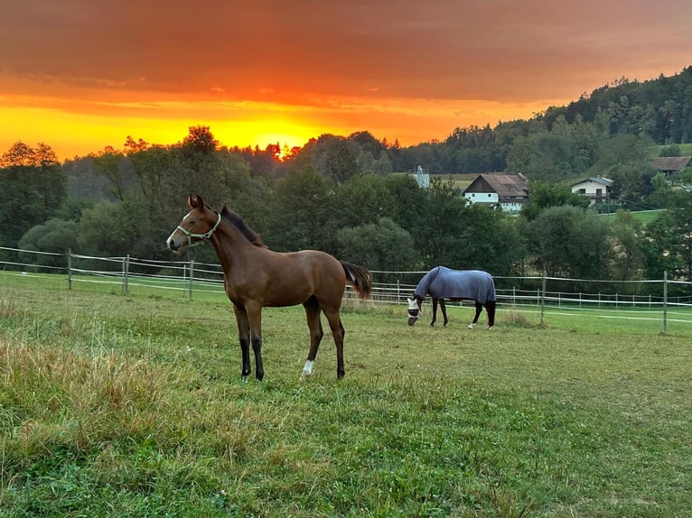 Oostenrijks warmbloed Hengst veulen (03/2024) 170 cm Bruin in Gleisdorf