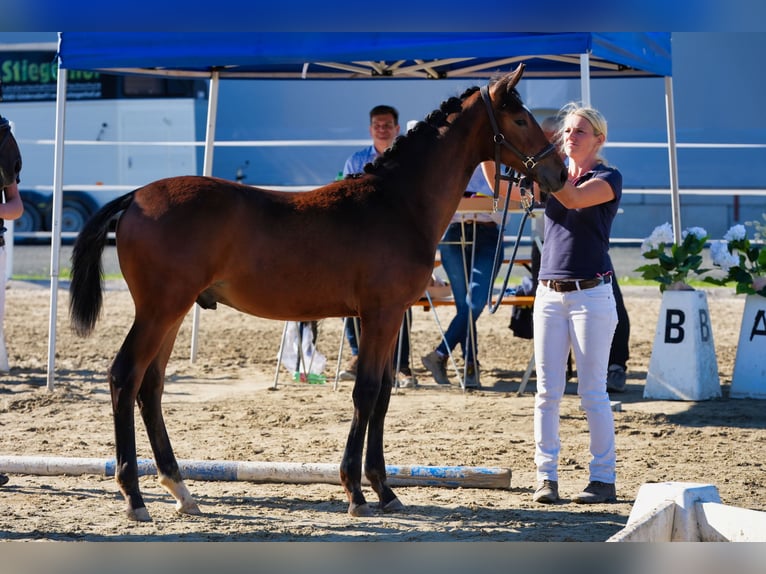 Oostenrijks warmbloed Hengst Veulen (01/2026) 170 cm Bruin in Straßburg