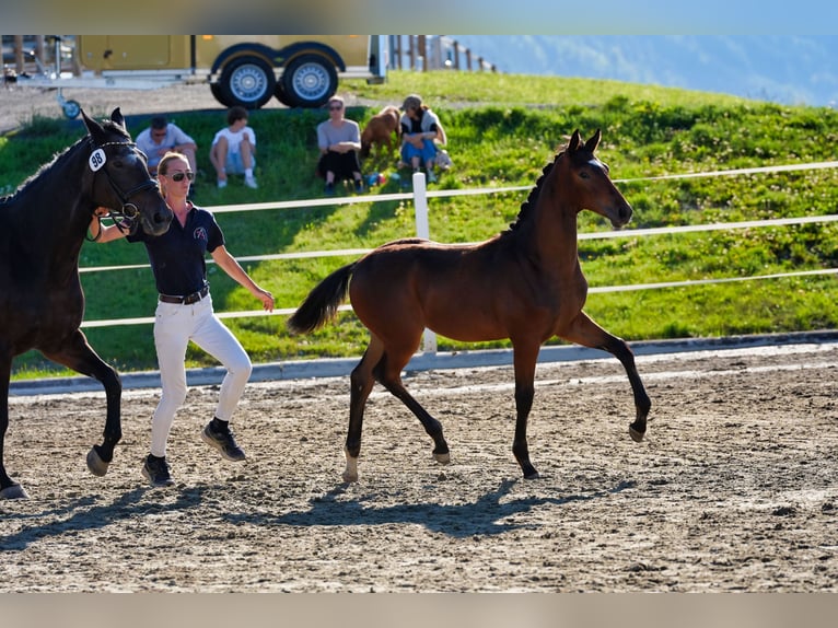 Oostenrijks warmbloed Hengst Veulen (01/2026) 170 cm Bruin in Straßburg