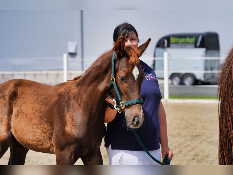 Oostenrijks warmbloed Hengst Veulen (05/2026) 170 cm Donkere-vos in Straßburg