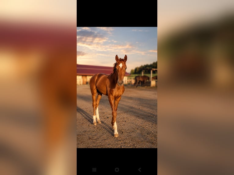 Oostenrijks warmbloed Hengst Veulen (04/2026) 170 cm Donkere-vos in Köstendorf