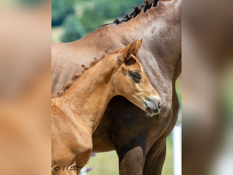 Oostenrijks warmbloed Hengst Veulen (05/2025) 170 cm Donkere-vos in Sankt Marein bei Knittelfeld