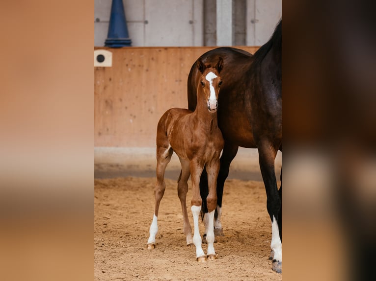 Oostenrijks warmbloed Hengst veulen (05/2024) 170 cm Donkere-vos in Unterpetersdorf