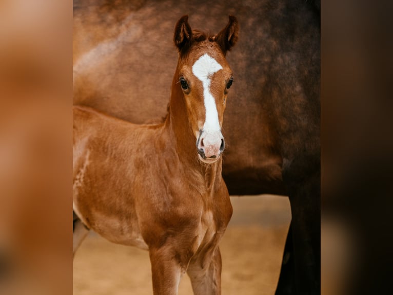 Oostenrijks warmbloed Hengst veulen (05/2024) 170 cm Donkere-vos in Unterpetersdorf