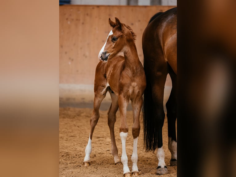 Oostenrijks warmbloed Hengst veulen (05/2024) 170 cm Donkere-vos in Unterpetersdorf