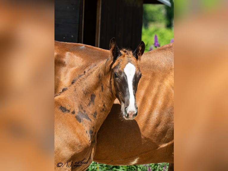 Oostenrijks warmbloed Hengst Veulen (04/2025) 170 cm Vos in St. Marein / Feistritz