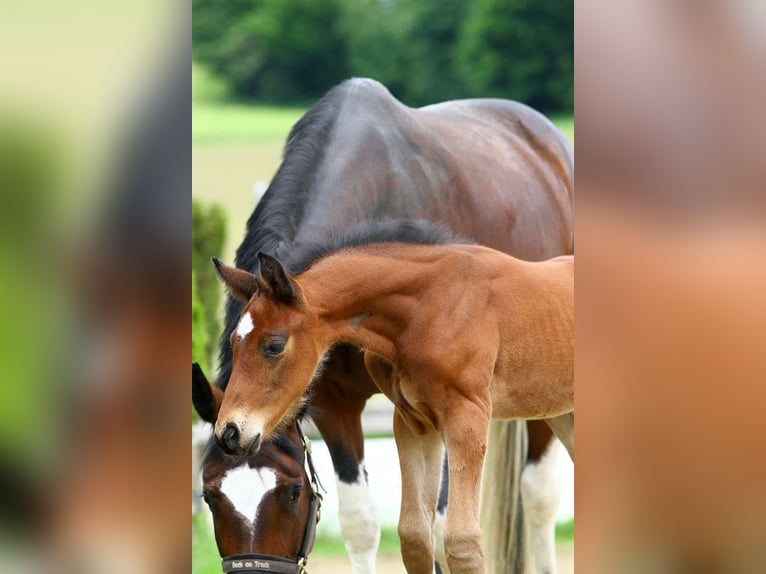 Oostenrijks warmbloed Hengst Veulen (04/2025) 172 cm Bruin in St Marein bei Graz