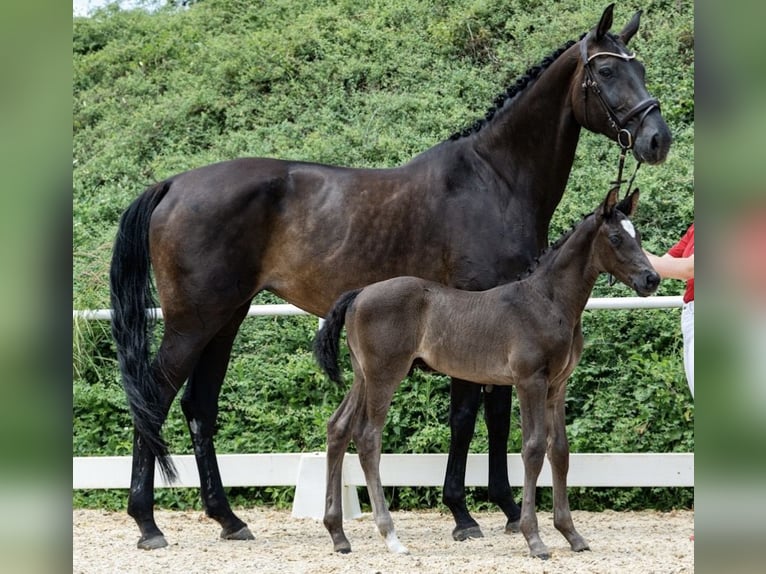 Oostenrijks warmbloed Hengst Veulen (06/2026) 178 cm Zwart in Wolfsegg