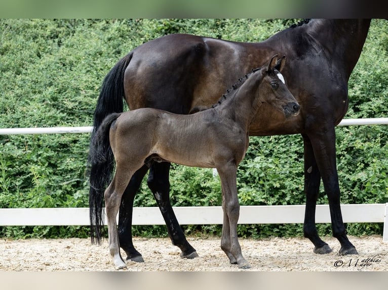Oostenrijks warmbloed Hengst Veulen (06/2026) 178 cm Zwart in Wolfsegg