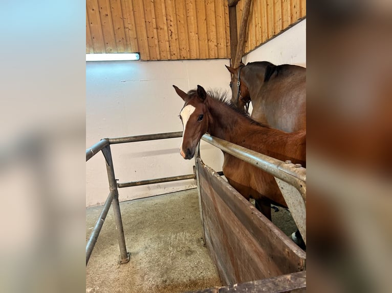 Oostenrijks warmbloed Hengst veulen (06/2024) Bruin in Andorf