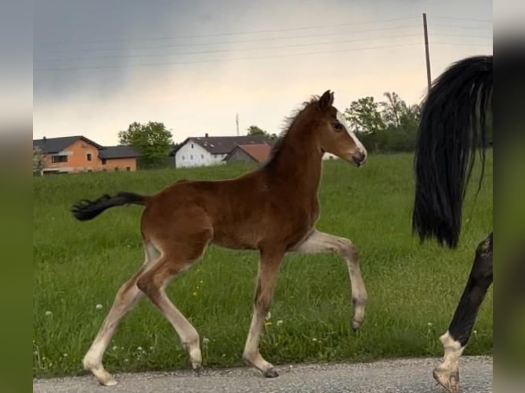 Oostenrijks warmbloed Hengst veulen (06/2024) Bruin in Andorf