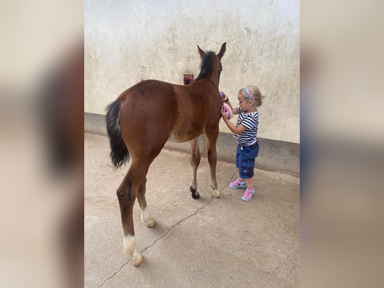 Oostenrijks warmbloed Hengst  Bruin in Langenwag