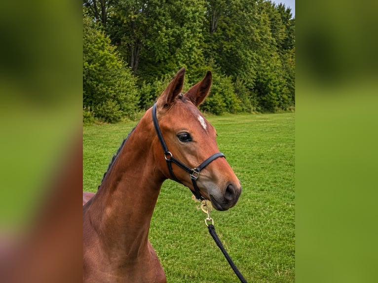 Oostenrijks warmbloed Hengst Veulen (05/2026) Bruin in Haidershofen
