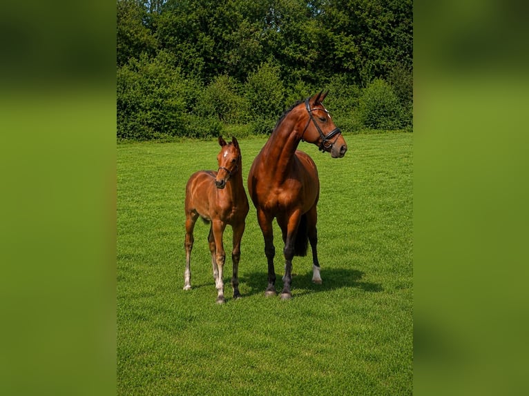 Oostenrijks warmbloed Hengst Veulen (05/2026) Bruin in Haidershofen
