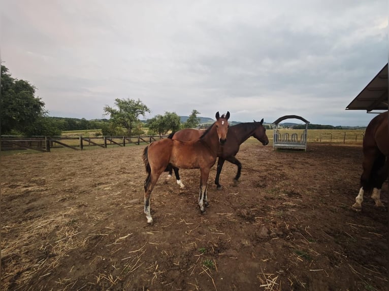 Oostenrijks warmbloed Hengst Veulen (05/2026) Bruin in Haidershofen