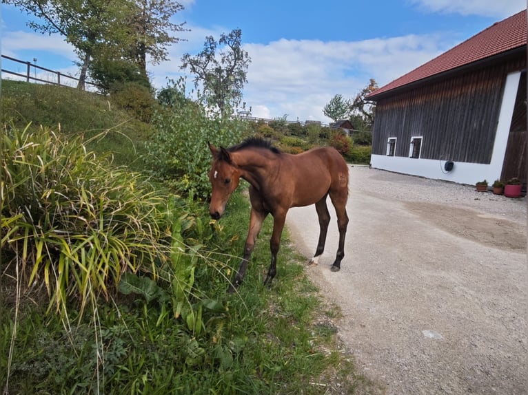 Oostenrijks warmbloed Hengst Veulen (05/2026) Bruin in Haidershofen