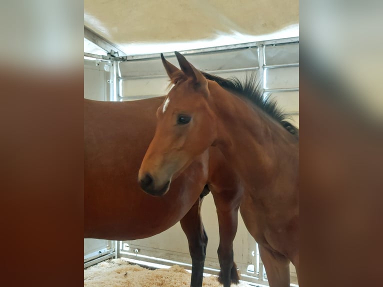 Oostenrijks warmbloed Hengst Veulen (05/2026) Bruin in Haidershofen