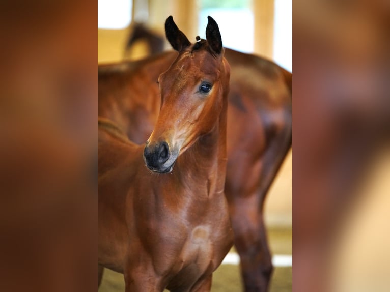 Oostenrijks warmbloed Hengst veulen (02/2024) Bruin in Weißbriach