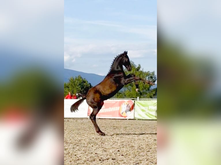 Oostenrijks warmbloed Hengst Veulen (05/2026) Donkerbruin in Jenig