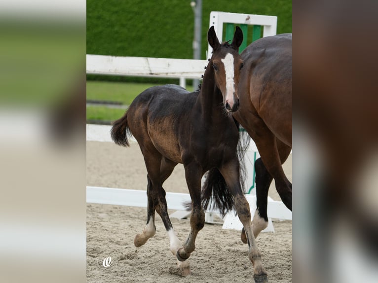 Oostenrijks warmbloed Hengst veulen (05/2024) Donkerbruin in Schöngumprechting