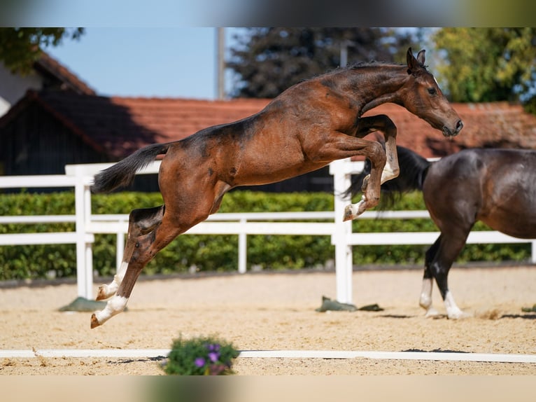 Oostenrijks warmbloed Hengst Veulen (05/2026) Donkerbruin in Pennewang
