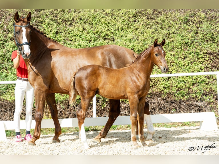 Oostenrijks warmbloed Hengst Veulen (05/2026)  in Amstetten